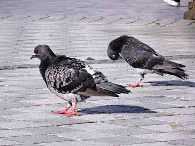 無料ダウンロード 鳥 写真 フリー 無料 512731
