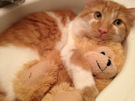funny cats pictures, cat in sink hugs his toy