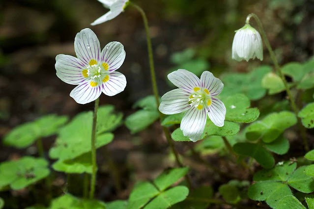 Кислица горная (Oxalis montana)