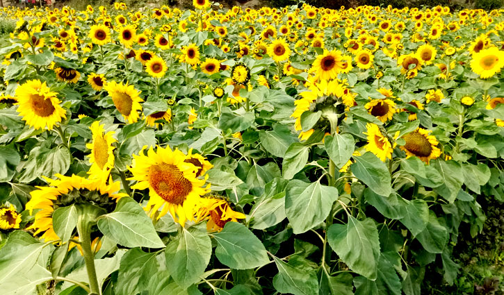 সূর্যমুখী ফুলের বাগান  সূর্যমুখী ফুলের ছবি ডাউনলোড - Sunflower flower images download
