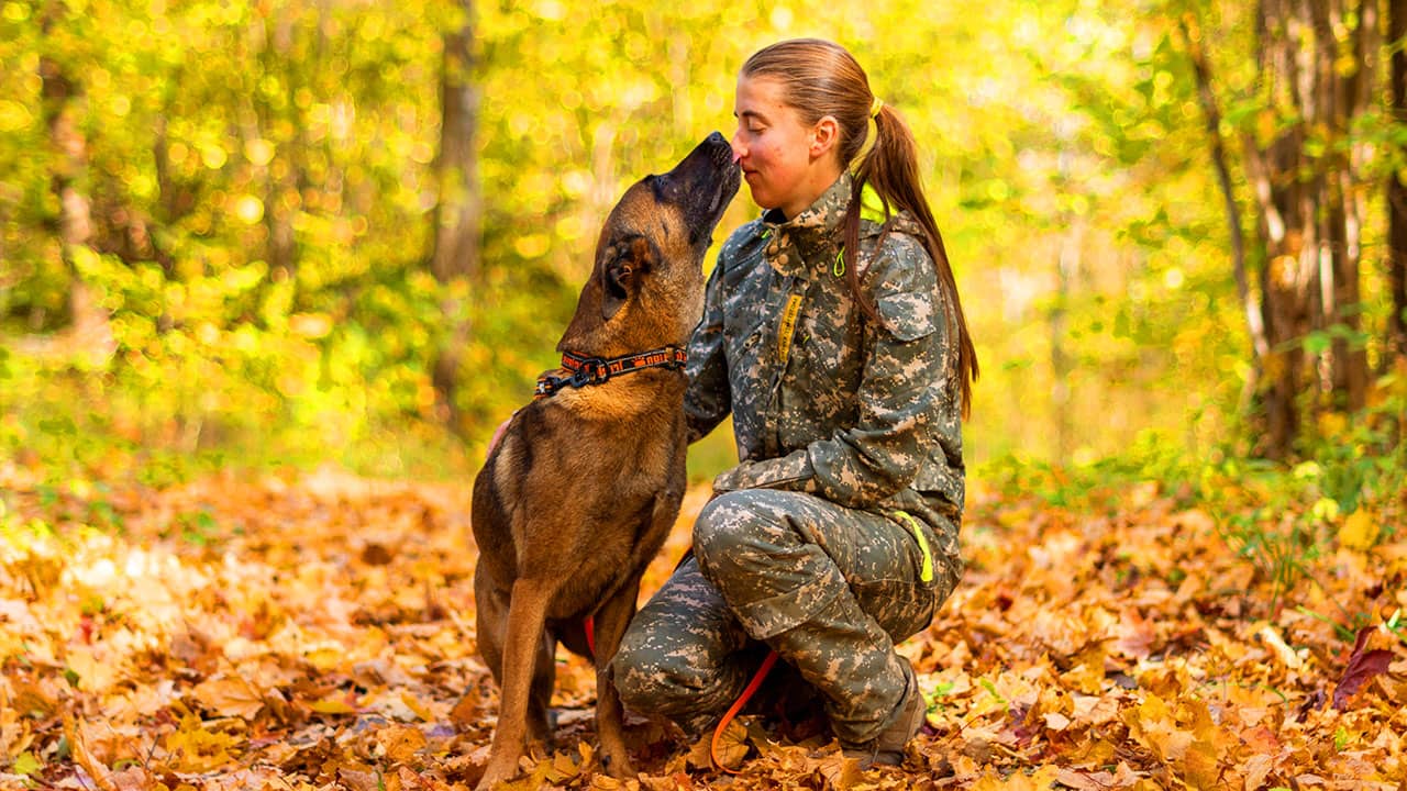 Berger malinois