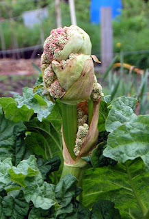 Rhubarb Flower