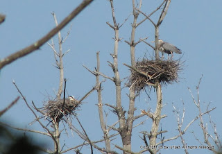 Great Blue Herons and Chicks