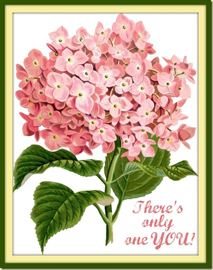 hydrangeaephemera_flowers_042