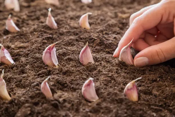 When to Plant Your Garlic