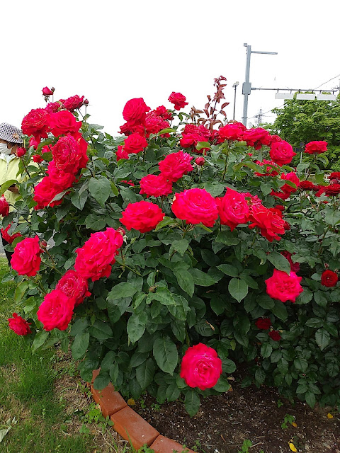 【寝屋川市】ネヤガワドライビングスクールの薔薇の花