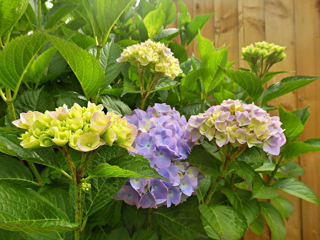 Hydrangea