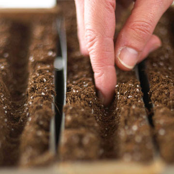 kỹ thuật trồng rau xà lách tại nhà cực kỳ đơn giản
