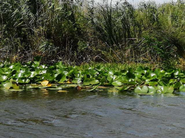 Danube Delta