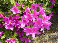 紫色の花を咲かせるオオムラサキツツジ