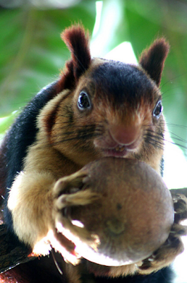 indian giant squirrel