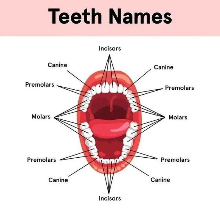 Types of Human Teeth - Names and Functions Explained