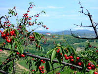 The cherries were ripe and delicious