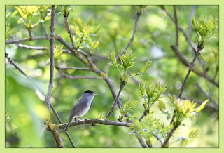 Mr Black cap