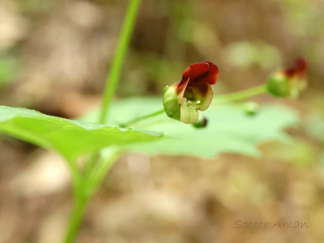 Scrophularia musashiensis