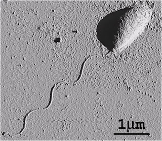 How Do Bacteria Swim? Physicists Explain