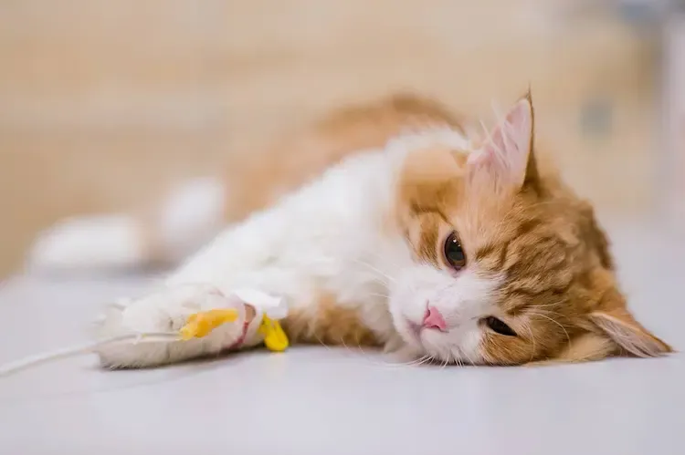 علاج القطط FIP (التهاب الصفاق المعدي) – هل له علاج؟ (إجابة الطبيب البيطري)