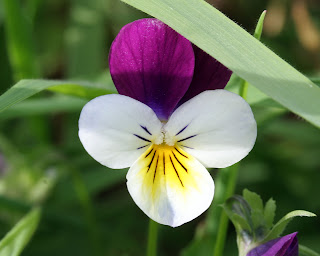 wild pansy flower