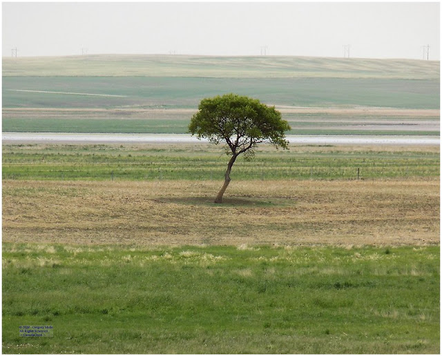 Farm vista with a lonely tree. Rural Municipality of Stonehenge. Province of Saskatchewan in June 2020.