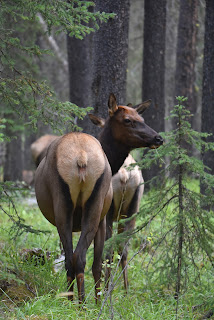 Elk on Trans Canada Trail Banff Alberta.