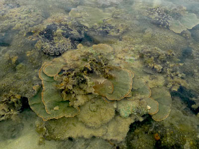 hard corals