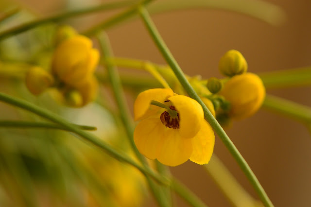 senna nemophila, cassia, desert garden, small sunny garden, amy myers, photography, monday vase