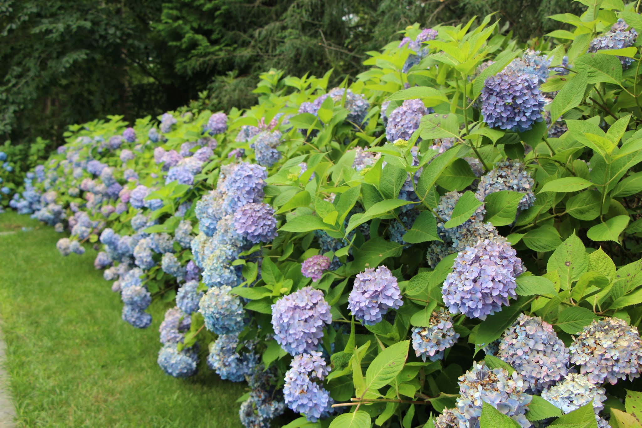 blue hydrangeas, flowers, long island, hamptons, east hampton