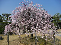 同寺の中央に一本の「枝垂れ紅梅」が綺麗な花で迎えてくれた。