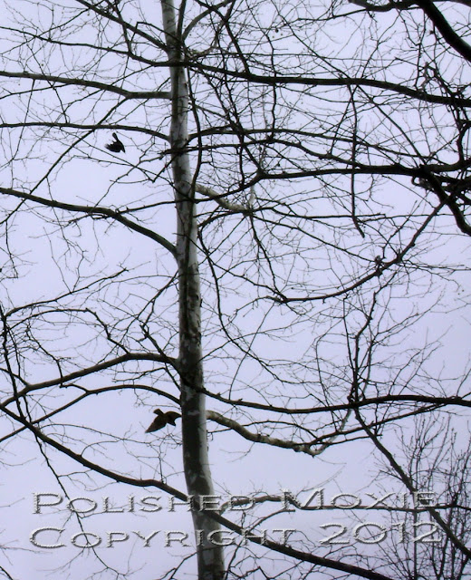 Image of crow dive bombing a hawk in the sky.