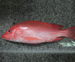 umpan-ikan-kakap-merah.jpg