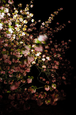 浜離宮の夜桜