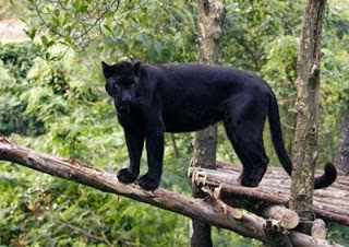 foto macan kumbang atau macan tutul jawa