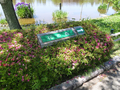 枚方市・市民の森（鏡伝池緑地）の花菖蒲