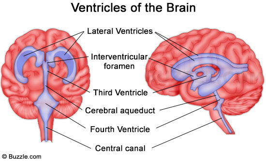 Brain Ventricles5