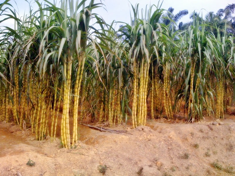 Inilah Pohon Tebu, Kerajinan Daun