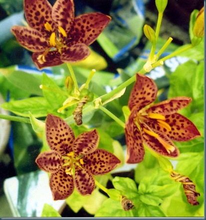 belamcanda