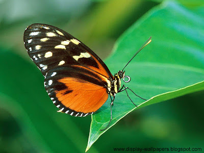 Butterfly Desktop Wallpaper HD