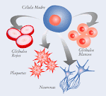 stem cells