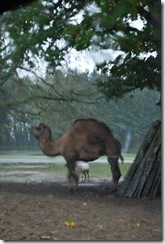 camels1