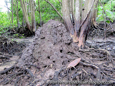 Mud Lobster Mound