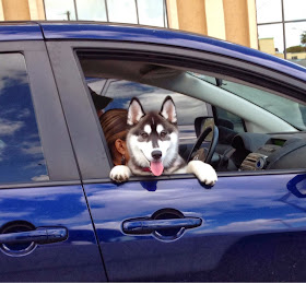 Cute dogs - part 9 (50 pics), husky dog on car ride