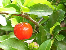 acerolo, árbol, arbusto