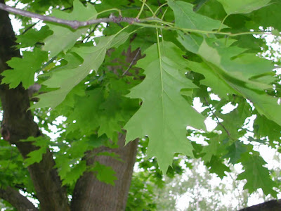 Red Oak Leaf 1