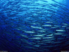 Underwater Creature | nature desktop wallpapers Images Photos