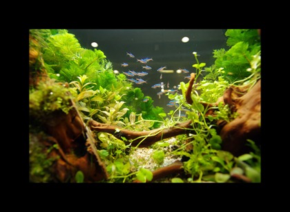IMGP5032_1