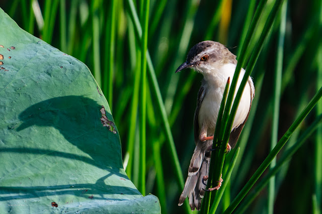 An Bui 2024 Dong Thap - Plain Prinia (Chiền chiện bụng hung)