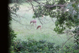 fawn and doe and doe (look hard)