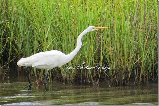 GreatEgret_SOOC