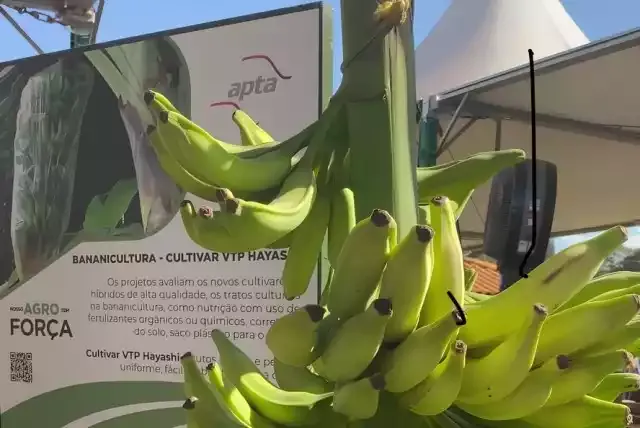 Apresentada na Agrishow a Nova variedade de banana do Vale do Ribeira
