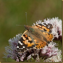 Painted Lady, Cynthia cardui on Hemp-agrimony, Eupatorium cannabinum